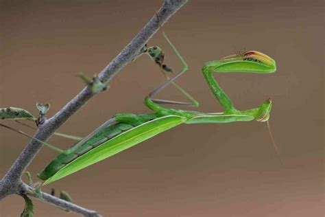 14 Biblical Meanings Of Seeing A Praying Mantis