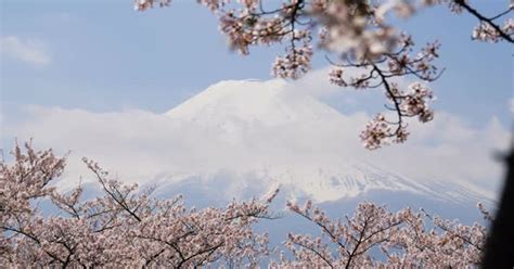 Mt Fuji And Cherry Blossom In Spring, Stock Video - Envato Elements