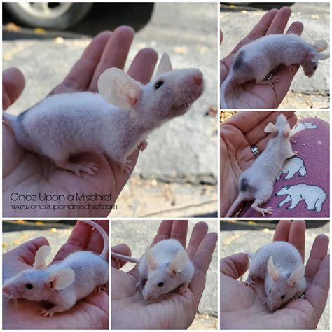 Almost more ears than mouse ️ | Scrolller