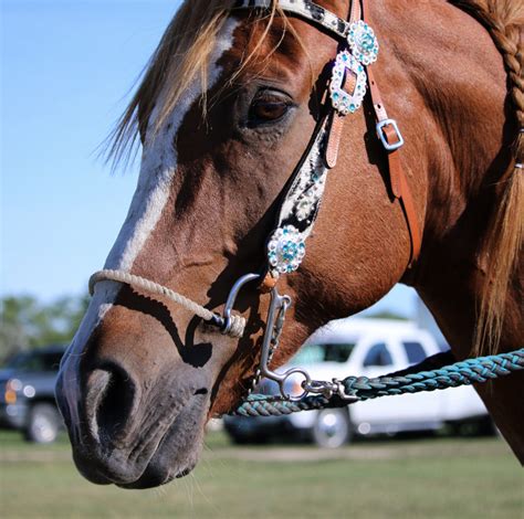 Western Bitless Bridles | Bitless Horse Riding | Leather | Ergotack ...