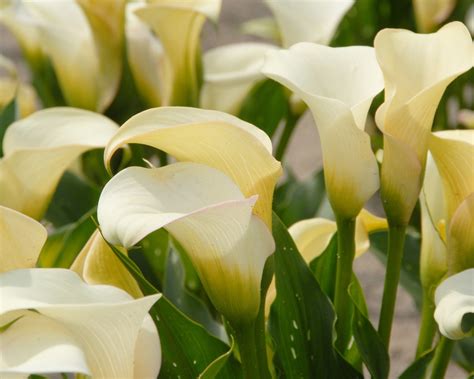 Calla 'Captain Ventura' bulbs — Buy online at Farmer Gracy UK