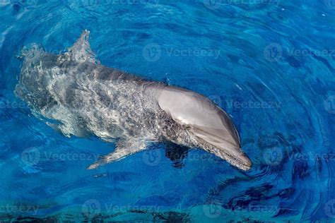 dolphin smiling eye close up portrait detail 12013108 Stock Photo at Vecteezy