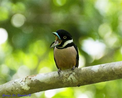 Black-and-yellow Broadbill / Eurylaimus ochromalus photo call and song