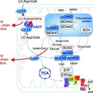 Representative structures of various acylcarnitine classes. | Download ...