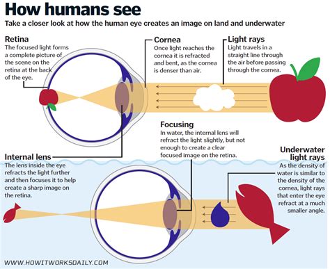 Underwater Vision How Do We See Beneath The Waves How It Works Magazine