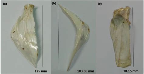 B Viridescens Skeletal Components A Suboperculum B Preoperculum