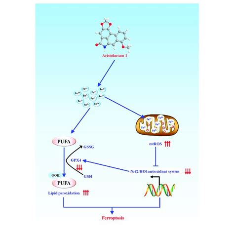 Schematic Representation Of The Potential Toxic Mechanism Involved In