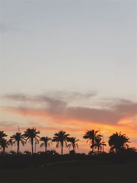 Landscape With Palm Trees Sunset Silhouette Egypt Stock Image