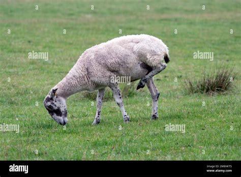 Foot Health Problems With Sheep Stock Photo Alamy