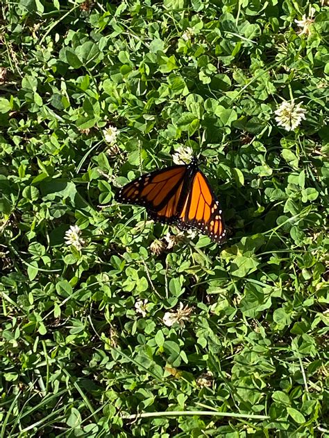 Monarch Migration Map | Beauty on the Wing