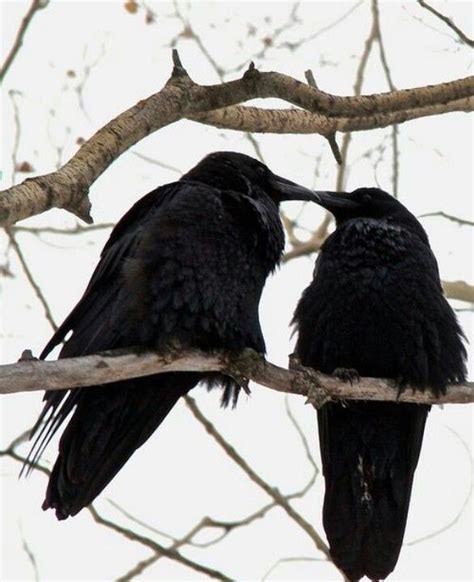 Crow Love Crows Ravens Raven Black Bird