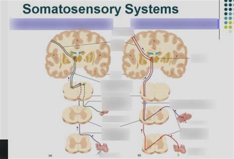 Somatosensory Systems Diagram Quizlet