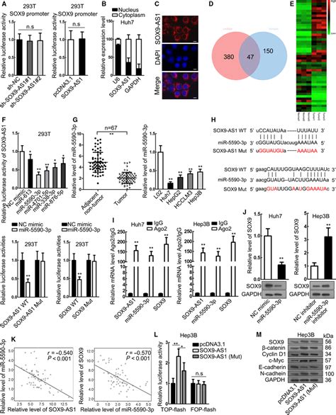 Sox9‐as1 Sponged Mir‐5590‐3p To Induce Sox9wntβ‐catenin A Download Scientific Diagram