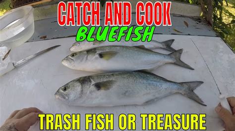 Bluefish Catch And Cooktrash Fish Or Treasure Youtube