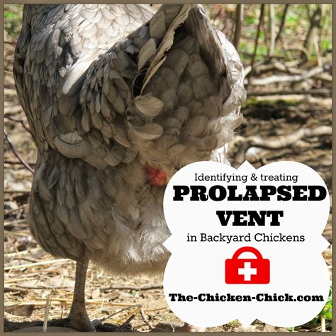 Prolapse Vent In Chickens Causes Treatment Graphic Photos The