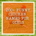 Funny Rooster Names