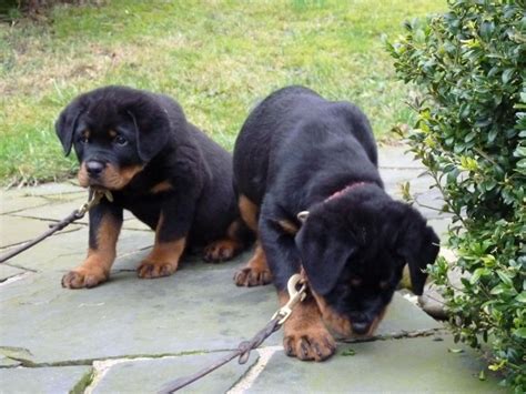 Rottweiler Puppies For Sale | Round Rock, TX #99760