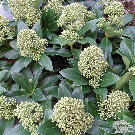 Outdoor Plants Skimmia Fragrans in a 3Litre Pot Skimmia Japonica ...