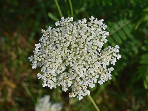 Queen Anne S Lace With Dewdrops Free Photo On Pixabay Pixabay