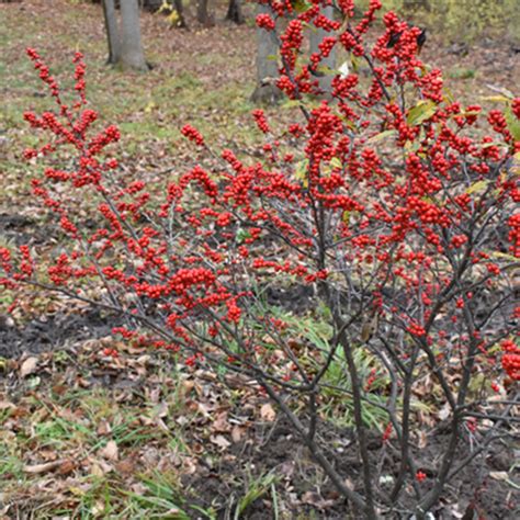 Ilex verticillata 'Winter Red' - Horsford Gardens and Nursery