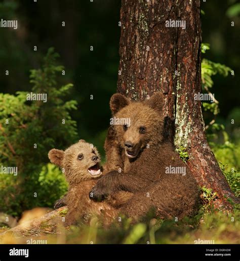 Two Brown Bear Cubs Ursus Arctos Karelia Finland Europe Stock