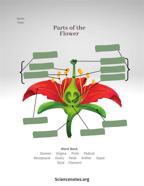 Parts Of A Flower Diagram And Functions