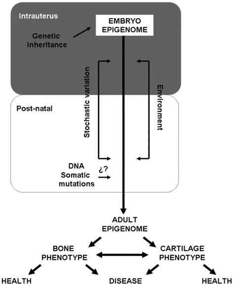 Factors Involved In Epigenetic Variability Epigenetic Marks Can Change