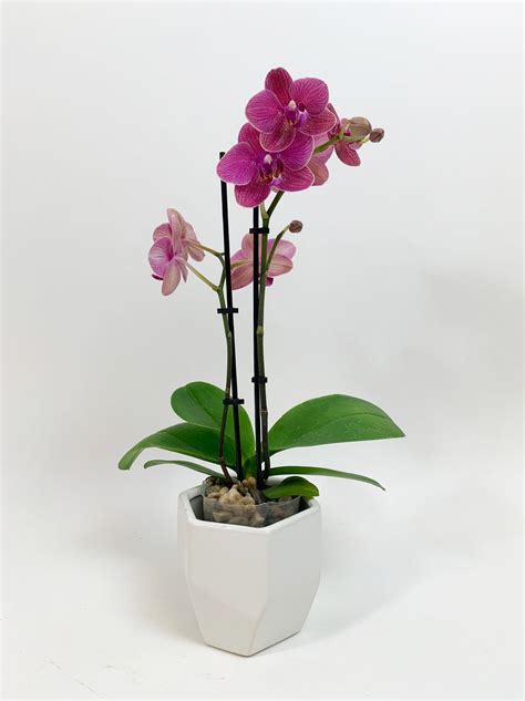 Orchid Plants — Northwest Orchids