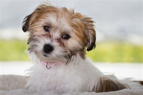 These 7 Cavachon Breeders Are The Ones You Can Trust