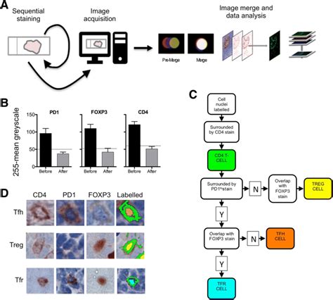 Workflow For Immunohistochemistry And Image Analysis A Diagram Of The