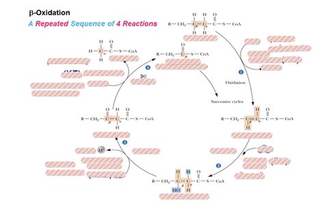 beta oxidation SQz Diagram | Quizlet