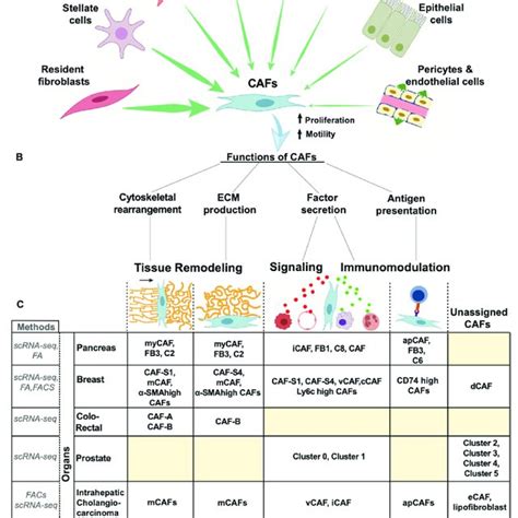 History Of Cancer Associated Fibroblasts Cafs This Figure Represents