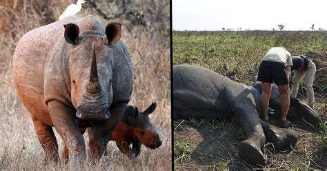 Victory! Poachers in Kenya Could Face the Death Penalty for Their ...