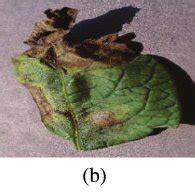 Sample Image Of Potato Leaf Diseases A Early Blight B Late Blight