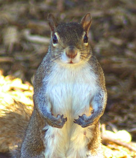 Squirrel With Guns Photograph By Greg Thiemeyer