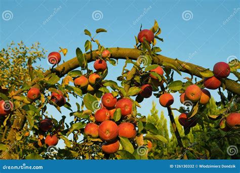 Fruit Tree Branch Bending Fruit Trees