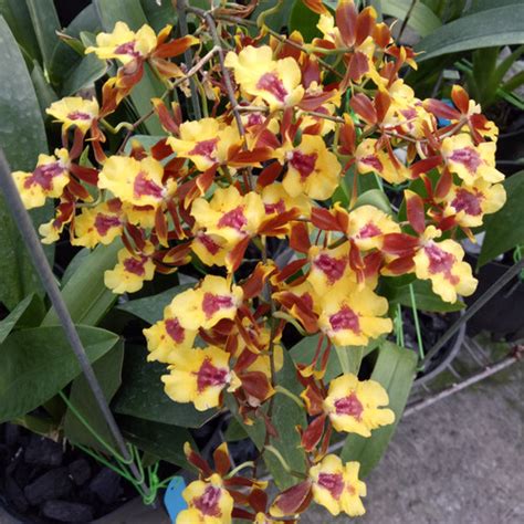 Jual Anggrek Oncidium Chameleon Colorful Lake Kab Bandung Barat