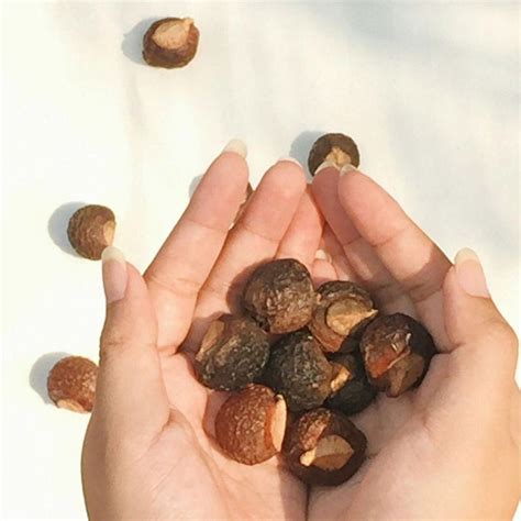 Jual Soap Nuts Soap Berries Buah Lerak Klerak Klerek Kering Sabun