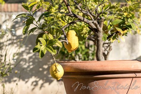 Pianta Di Limone Come Curarla Per Ottenere Ottimi Frutti