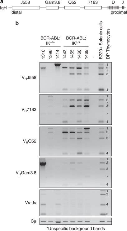 Pcr Analysis Of Igh Locus Vdj Rearrangements In Bcr Abl Leukemias A Download Scientific