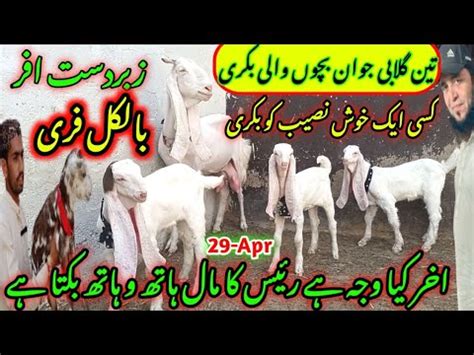 Raees Goat Farm Visit Gulabi Kamori Teddy Pateri Latest Update Apr