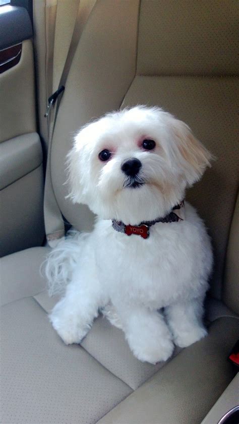 Teddy Bear Cut Maltese Pictures | PeepsBurgh.Com