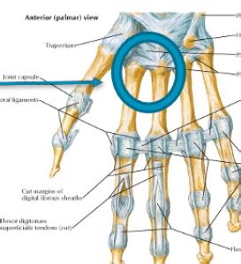 Ortho Week Flashcards Quizlet