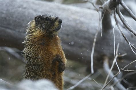 Marmots Catseye Pest Control