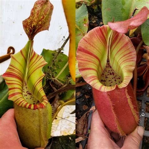 Nepenthes Veitchii K X Pink Candy Cane Car 0253 Carnivero