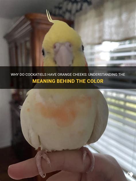 Why Do Cockatiels Have Orange Cheeks Understanding The Meaning Behind