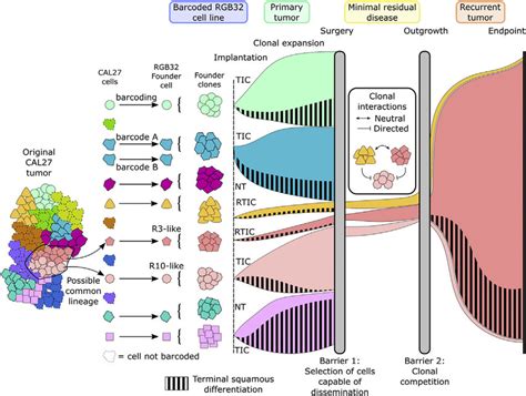 Proposed Clonal Model Download Scientific Diagram