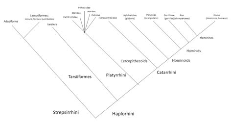 Molecular Baraminology of Primates