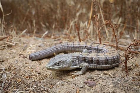 Alligator Lizard - Learn About Nature