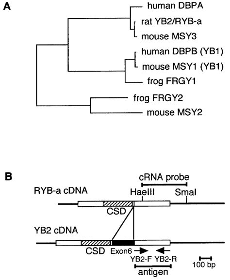 A Phylogeny Of Y Box Proteins From Human Dbpb And Dbpa Mouse